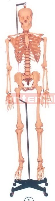 168 CM TALL, ADULT MALE, CLEAR CARTILAGE FLEXIBLE SPINE, BONECOLOUR SKELETON WITH REMOVABLE HANGING IRON STAND AND ARM/FOOT, 3 TEETH DISSECTIBLE.